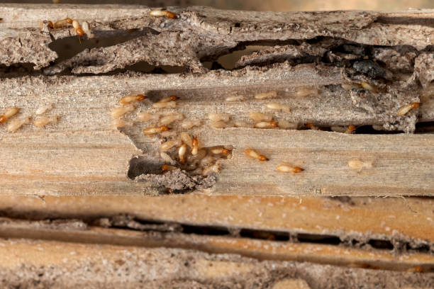 Best Affordable Pest Control Services  in Eagle Point, OR